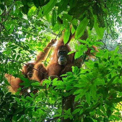 Orangutan Bungalow 武吉拉旺 外观 照片